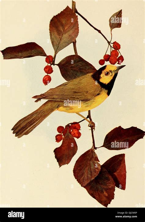 The Birds Of Ohio A Complete Scientific And Popular Description Of The