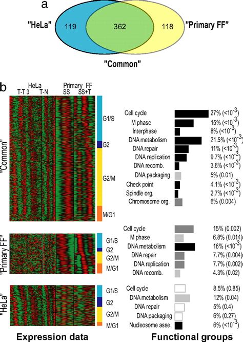 Genome Wide Transcriptional Analysis Of The Human Cell Cycle Identifies