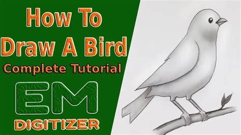 How To Draw A Bird - Complete Tutorial » EMDIGITIZER