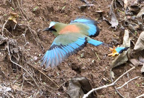 Turquoise Browed Motmot In Flight Turquoise Browed Motmo Flickr