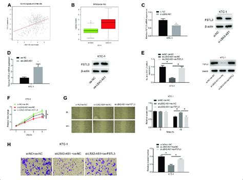 Lncrna Lbx As Modulates Progression Of Thyroid Cancer Cells Via