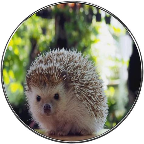 Cute Hedgehog Refrigerator Magnets Funny Magnets For