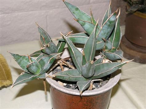 Виды сансевиерии фото и названия