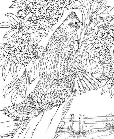 Pennsylvania State Bird Coloring Pages Jesyscioblin