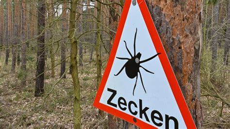 Zecken Alarm In Deutschland Rki Weitet Fsme Risikogebiete Aus Hier