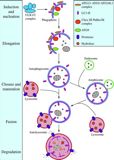 Autophagy What Is The Function Of Autophagy Autophagy In Cancer