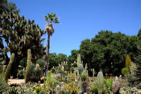 Arizona Cactus Garden