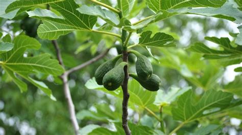 Té de de hojas de aguacate Para qué sirve y cómo prepararlo Gastrolab