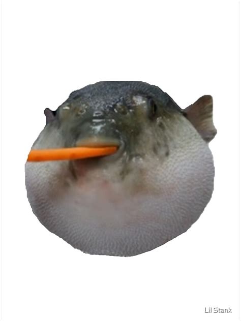 Pufferfish Eating Carrot Meme Art Print For Sale By Goldenminerman