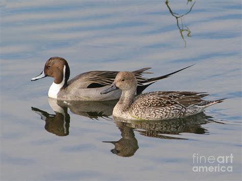 Northern Pintail Pair Photograph By Bob And Jan Shriner Fine Art America