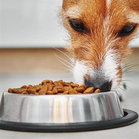 comida seca para perros Bichón Maltés Lovers