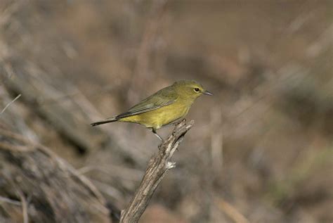 Free picture: male, orange, crowned, warbler, bird, sitting, twig