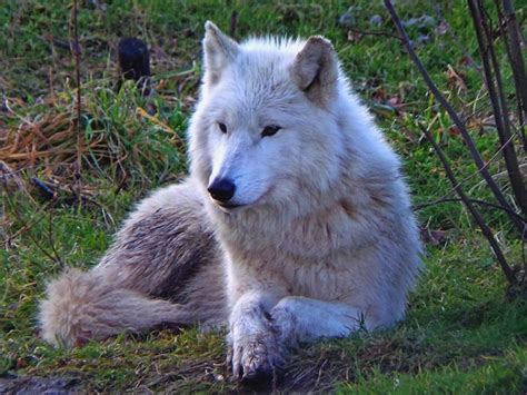 Premium Photo Wolf Relaxing On Field