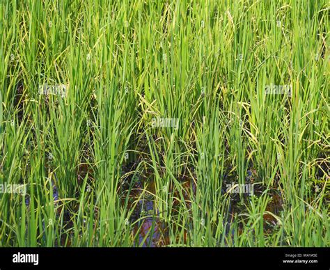 Rice Oryza Sativa Cambodia Asia Stock Photo Alamy