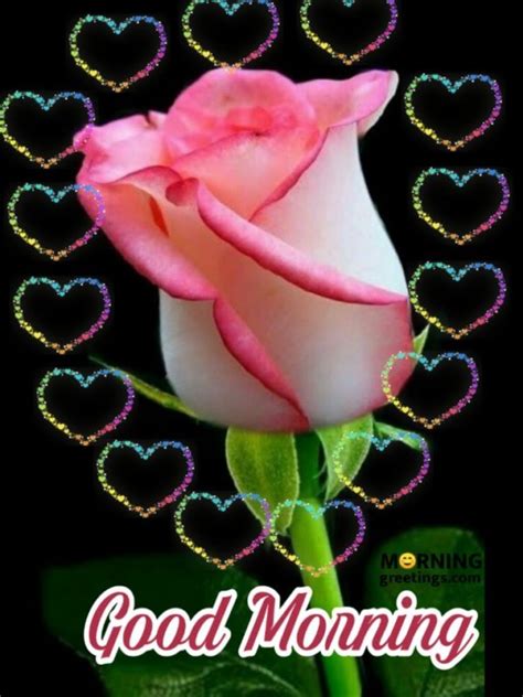 51 Good Morning Wishes With Rose Morning Greetings Morning Quotes And Wishes Images