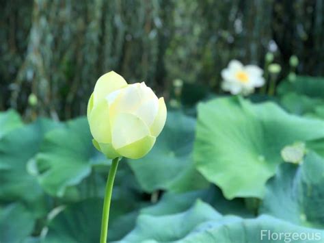 Lotus Flower Meaning and Symbolism - What You Need to Know | Florgeous