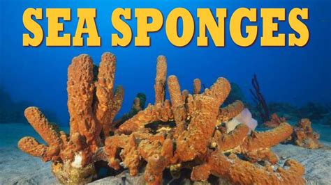 Sea Sponges All About Sponges What Is A Sponge The Wonderful