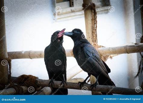 Mother Crow With Her Baby Stock Photo Image Of Renovation 92285342