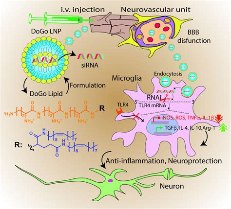 Nanomaterials Free Full Text Peptidomimetic Lipid Nanoparticle