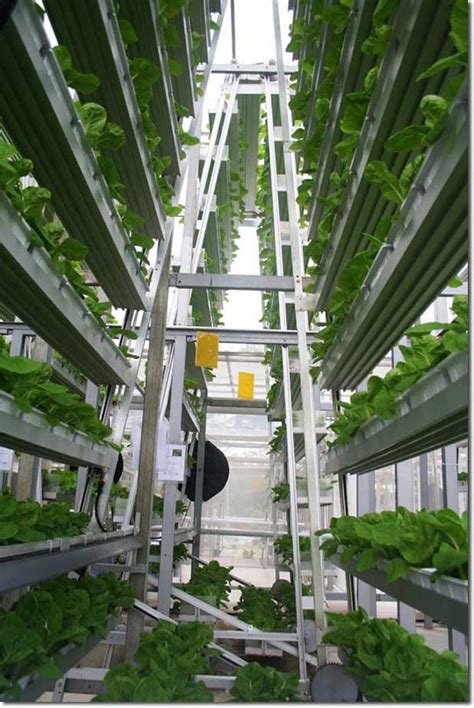 Vertical Farming: Singapore's Solution to Feed the Local Urban Population