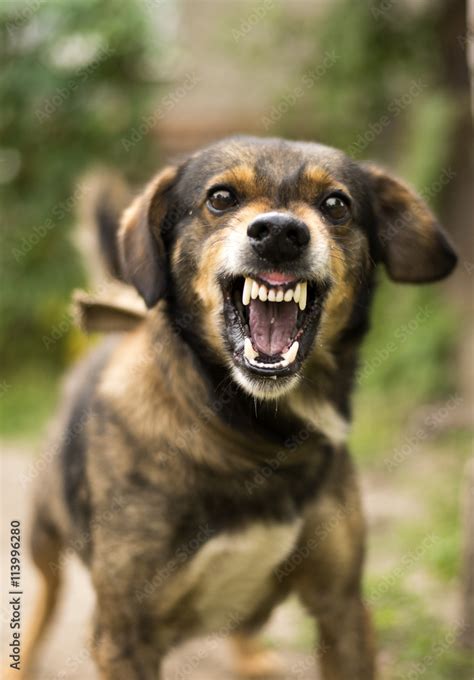 Aggressive, angry dog Stock Photo | Adobe Stock