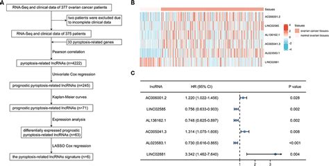 Frontiers Role Of A Pyroptosis Related Lncrna Signature In Risk