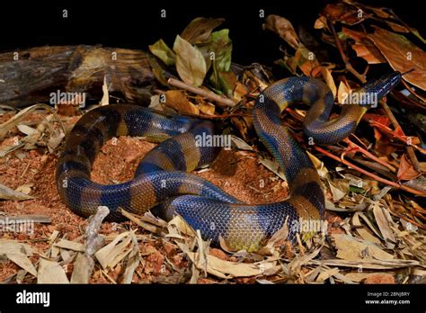 Bismarck Ringed Python Botrochilus Boa Captive Occurs In Papua New