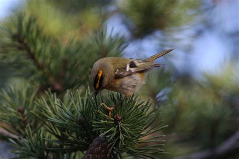 Goldcrest