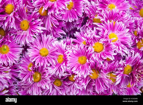 Schöne rosa Chrysanthemen als Hintergrund Bild Chrysantheme