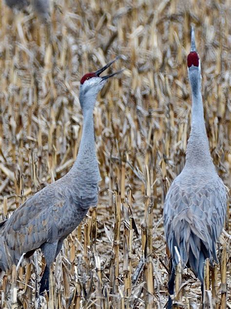 Sandhill Cranes Print - Sandhill Cranes Trumpeting 71-2559