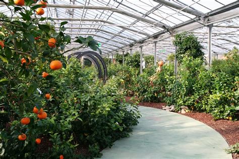 Citrus Trees In Greenhouse Citrus Plant Citrus Garden Citrus Trees