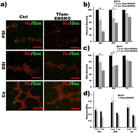 A Representative Images Of Huc Hud Neurons Red And Sox Glia