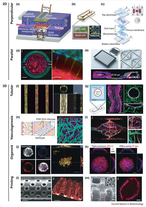 Emerging Technologies Of In Vitro Bbb Modeling A Schematic Of Two