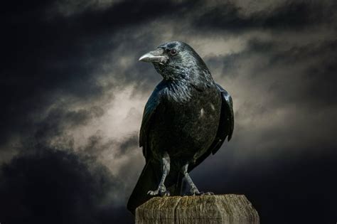 Facts Weird And Interesting On Twitter Crows Can Recognize Human Faces And Warn Other Crows