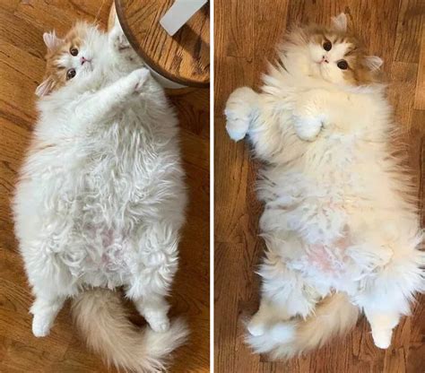 30 Heartwarming Fat Cat Weight Loss Transformations