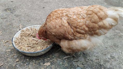 Organic Grain Feeds