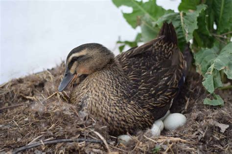 How To Raise Ducks In Your Backyard Beginners Guide Boots And Hooves