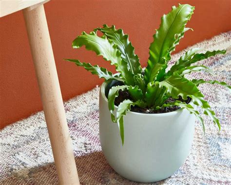 The 8 Best Small Indoor Plants - Indoor Plants