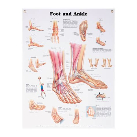 Anatomical Wall Charts Vinyl-Laminated | North Coast Medical