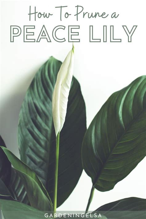 How To Prune A Peace Lily Step By Step Peace Lily Peace Lily Plant