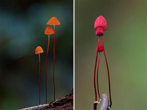 Steve Axfords Amazing Photographs Of Mushrooms Simply Gorgeous