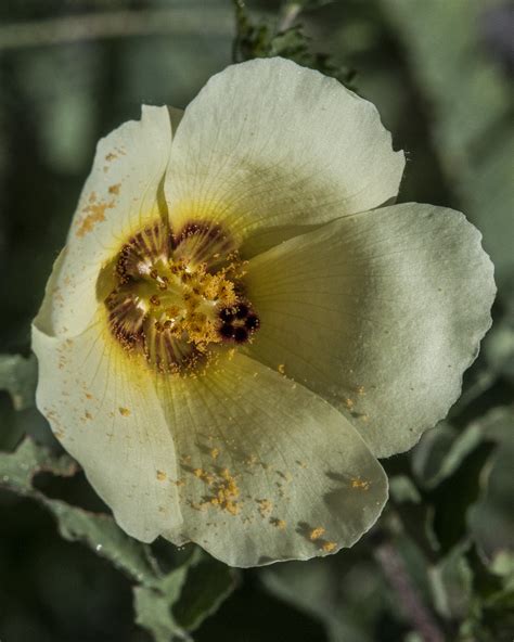 Desert Rosemallow