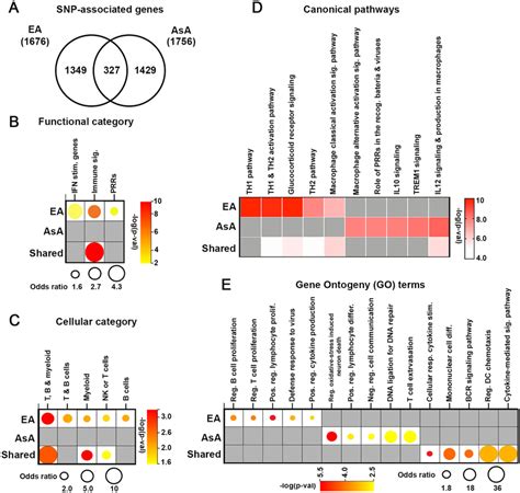 Functional Characterization Of Snp Associated Genes A Venn Diagram