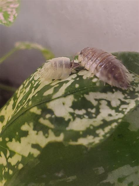 Baby isopod imagining his future molts : isopods