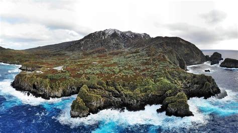 In Photos: Mice Brutally Attack and Devour Albatross on Gough Island ...