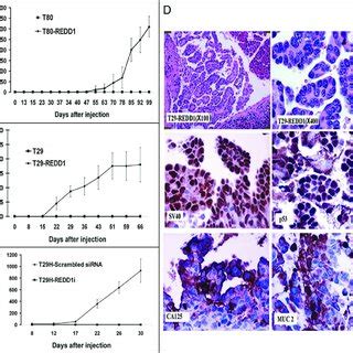 Effect Of Redd On Tumor Growth In Nude Mice A And B Tumor Growth