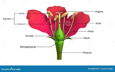 Parts of a flower stock illustration. Illustration of pistil - 46887644