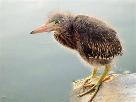 Baby Green Heron Birds And Blooms Green Heron Most Beautiful Birds