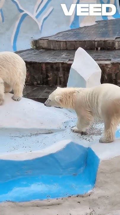 Polar Bears Youtube