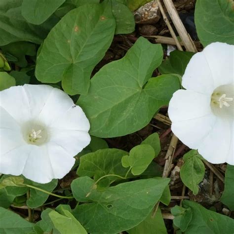 Plants That Look Like Japanese Knotweed Mistaken Plants Fallsgarden